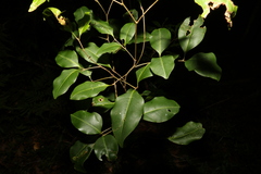 Mischocarpus anodontus