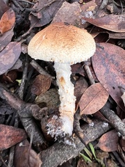 Lepiota spheniscispora