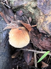 Lepiota spheniscispora