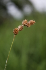 Carex molesta
