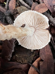 Lepiota spheniscispora