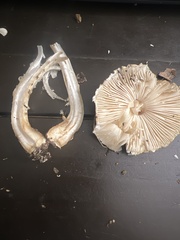Lepiota spheniscispora