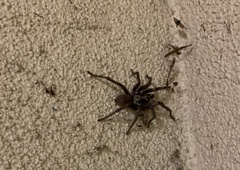 Calisoga longitarsis