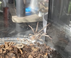 Calisoga longitarsis