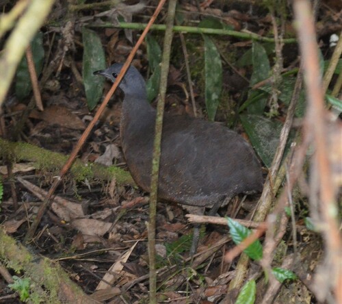 Hooded Tinamou (Nothocercus nigrocapillus), photo 4