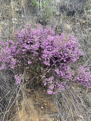 Erica hirtiflora