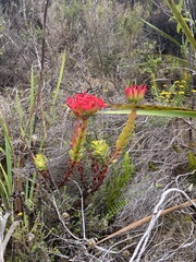 Crassula coccinea