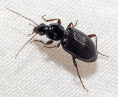 Agonum punctiforme