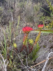 Crassula coccinea