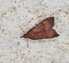 Uresiphita ornithopteralis