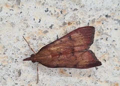 Uresiphita ornithopteralis