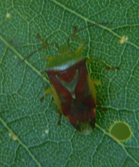 Elasmostethus interstinctus