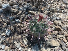 Ferocactus recurvus