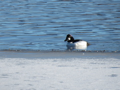 Bucephala