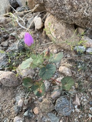 Eremalche rotundifolia