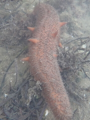 Apostichopus parvimensis