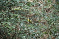 Pericrocotus solaris