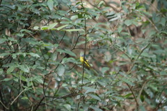 Pericrocotus solaris