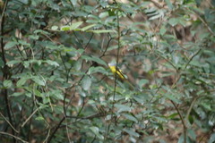 Pericrocotus solaris