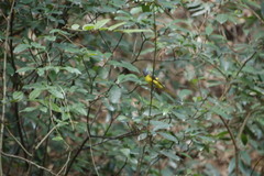 Pericrocotus solaris