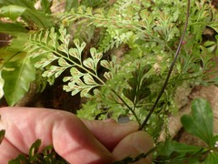 Asplenium laserpitiifolium