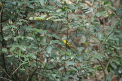 Pericrocotus solaris