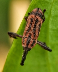 Sternuchopsis nero
