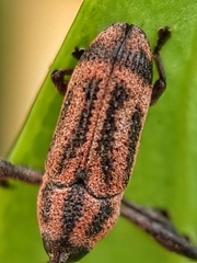 Sternuchopsis nero