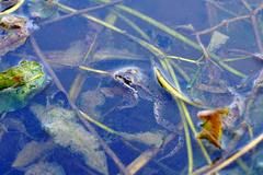 Pelophylax ridibundus