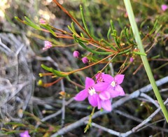 Boronia filifolia