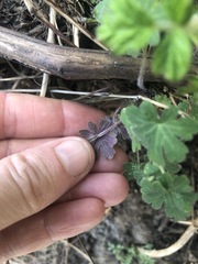 Geranium potentilloides