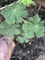 Geranium potentilloides