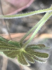 Geranium potentilloides