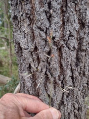 Rytidosperma lepidopodum