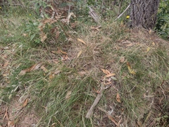 Rytidosperma lepidopodum