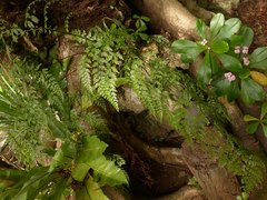 Asplenium laserpitiifolium