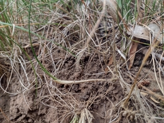Rytidosperma lepidopodum