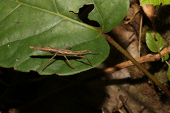Pachymorpha
