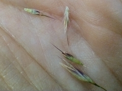 Rytidosperma lepidopodum