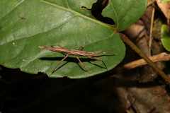 Pachymorpha