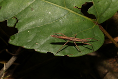 Pachymorpha