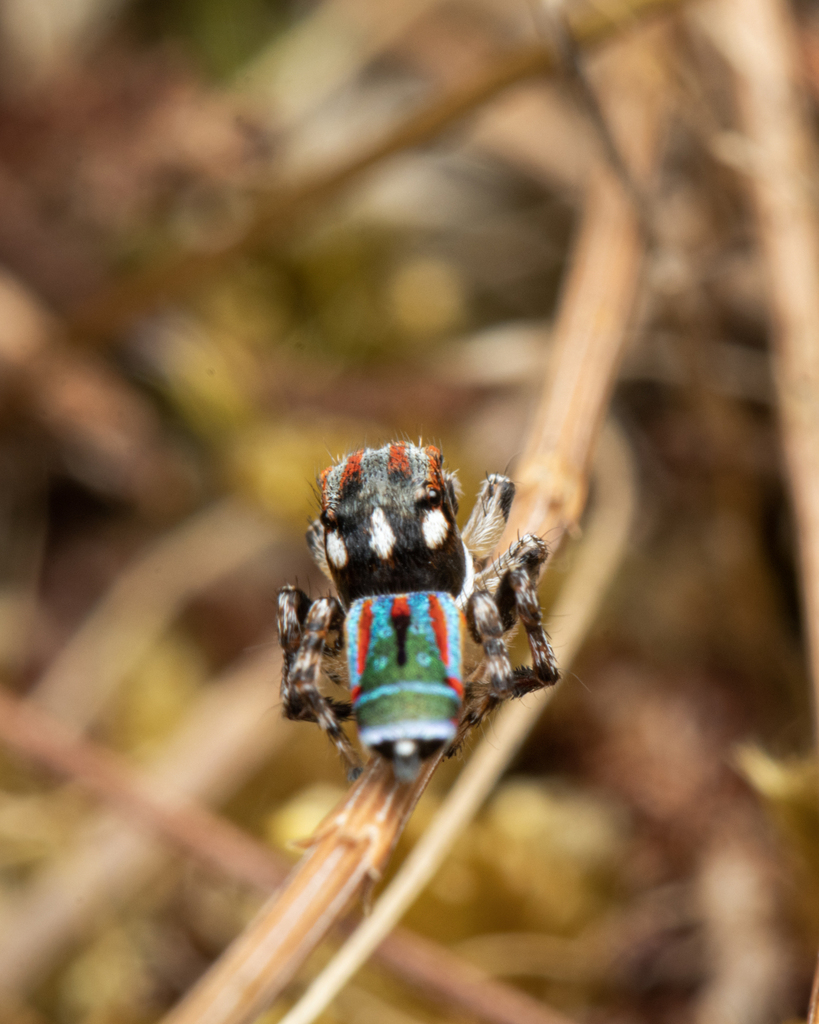 Flying Peacock Spider From Australia; Victoria; Boneo; Peninsula