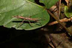 Pachymorpha