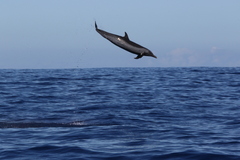 Stenella attenuata