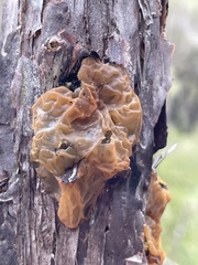 Tremellomycetes
