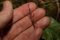 Pachymorpha
