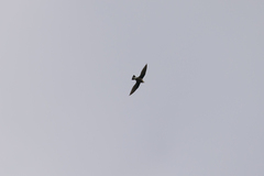 Hirundapus caudacutus