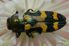 Castiarina flavopicta