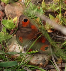 Pseudonympha trimenii