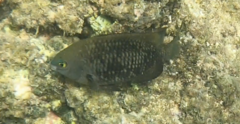 Plectroglyphidodon marginatus